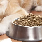 dog food purina